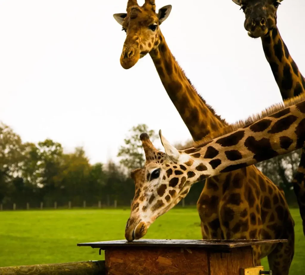 zoocerza