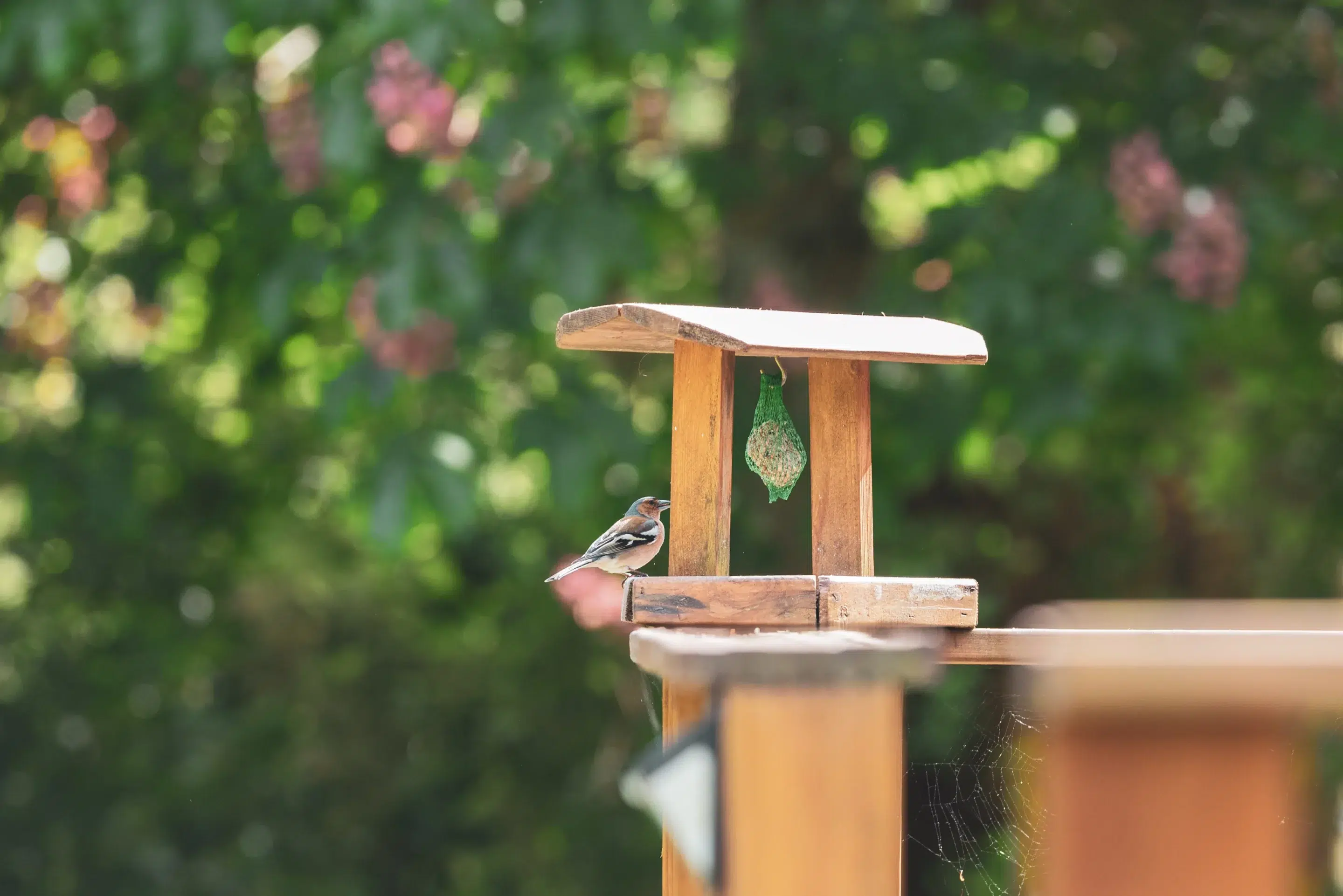 Terrasse en bois avec transats et jardin autour d’un gîte moderne